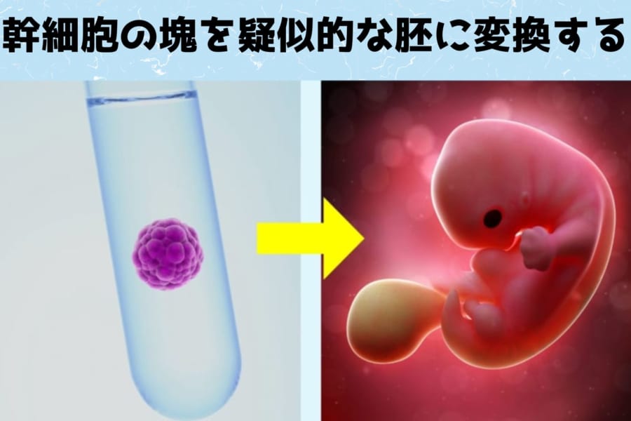 幹細胞から造られた人工胚をサルの子宮に移植し妊娠させることに成功！