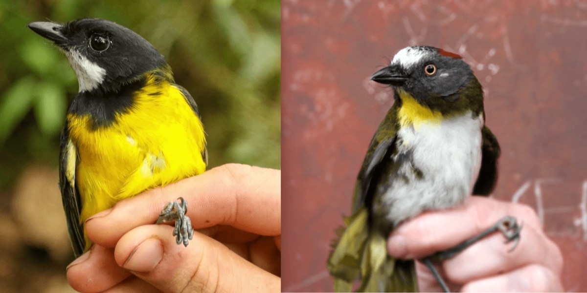 ニューギニア島で見つかった2種の毒鳥