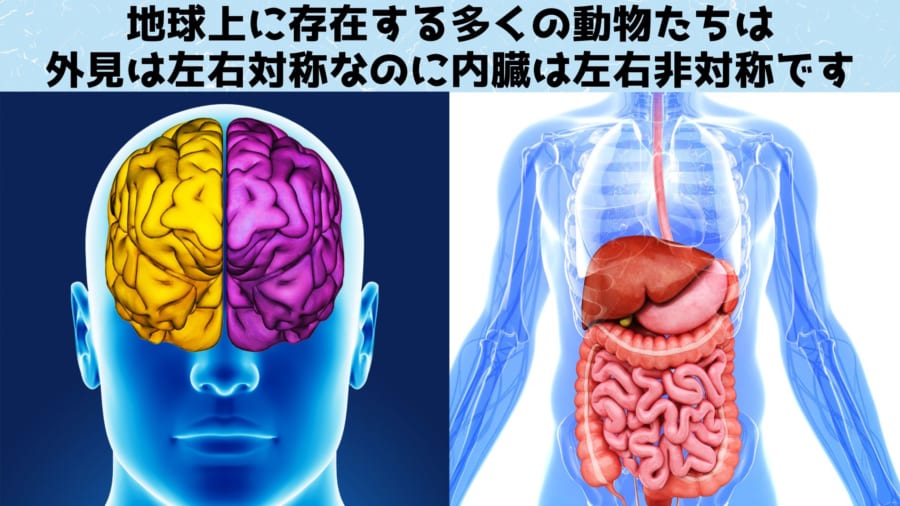 脳が左右非対称になる仕組みが大阪大学の研究によって解明！