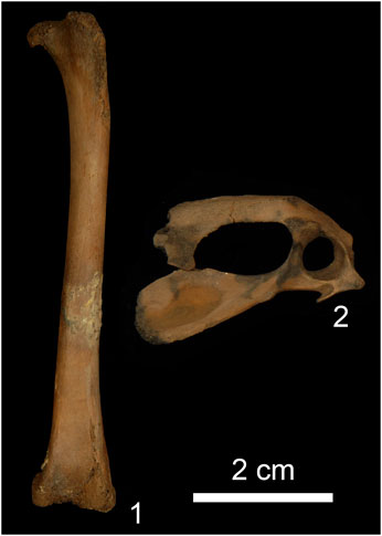 発見されたキジ科のヒナの骨