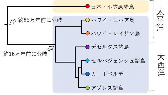 明らかになったアナドリの系統関係。小笠原諸島のアナドリは長く他集団と遺伝的交流がない