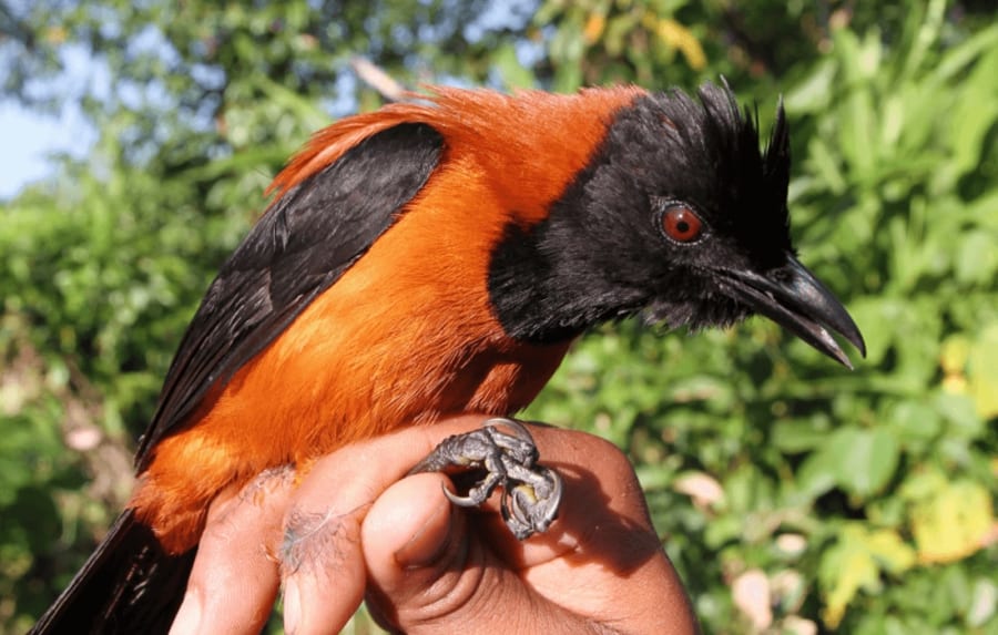 ニューギニア固有の毒鳥「ピトフーイ」