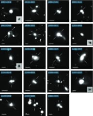 合体前のクエーサーの画像