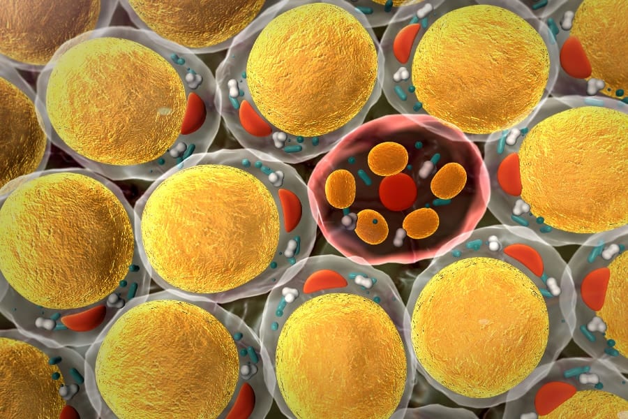 脂肪細胞のイメージ