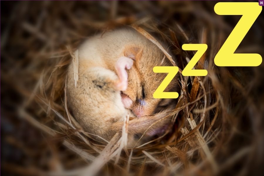 超音波による脳刺激はマウスを「冬眠」のような状態にできると判明！