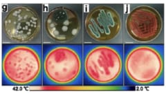 ペトリ皿で培養した菌コロニーも周囲より低温になる