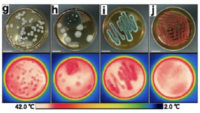 ペトリ皿で培養した菌コロニーも周囲より低温になる