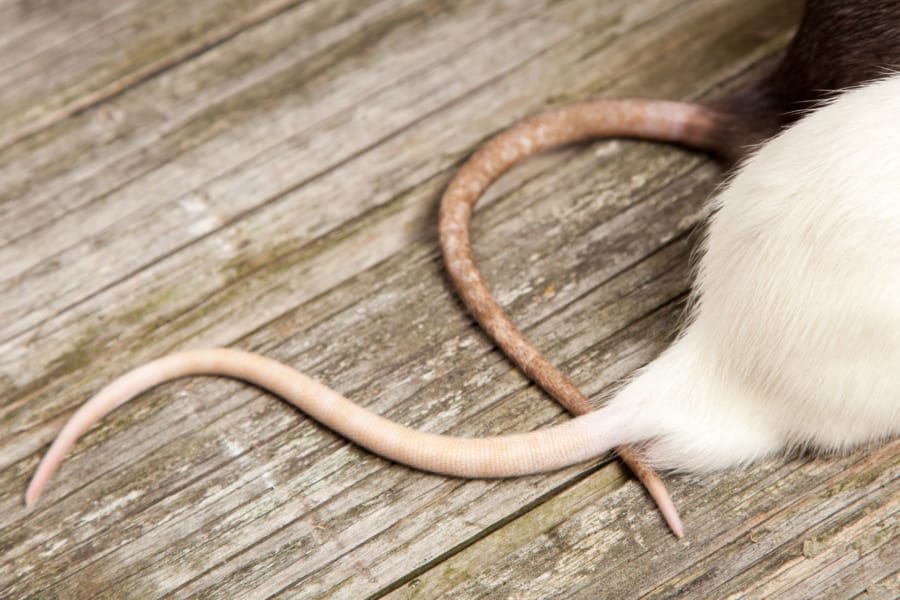 ネズミの尻尾はなぜ気持ち悪いのか？「ネズミの尻尾」の科学