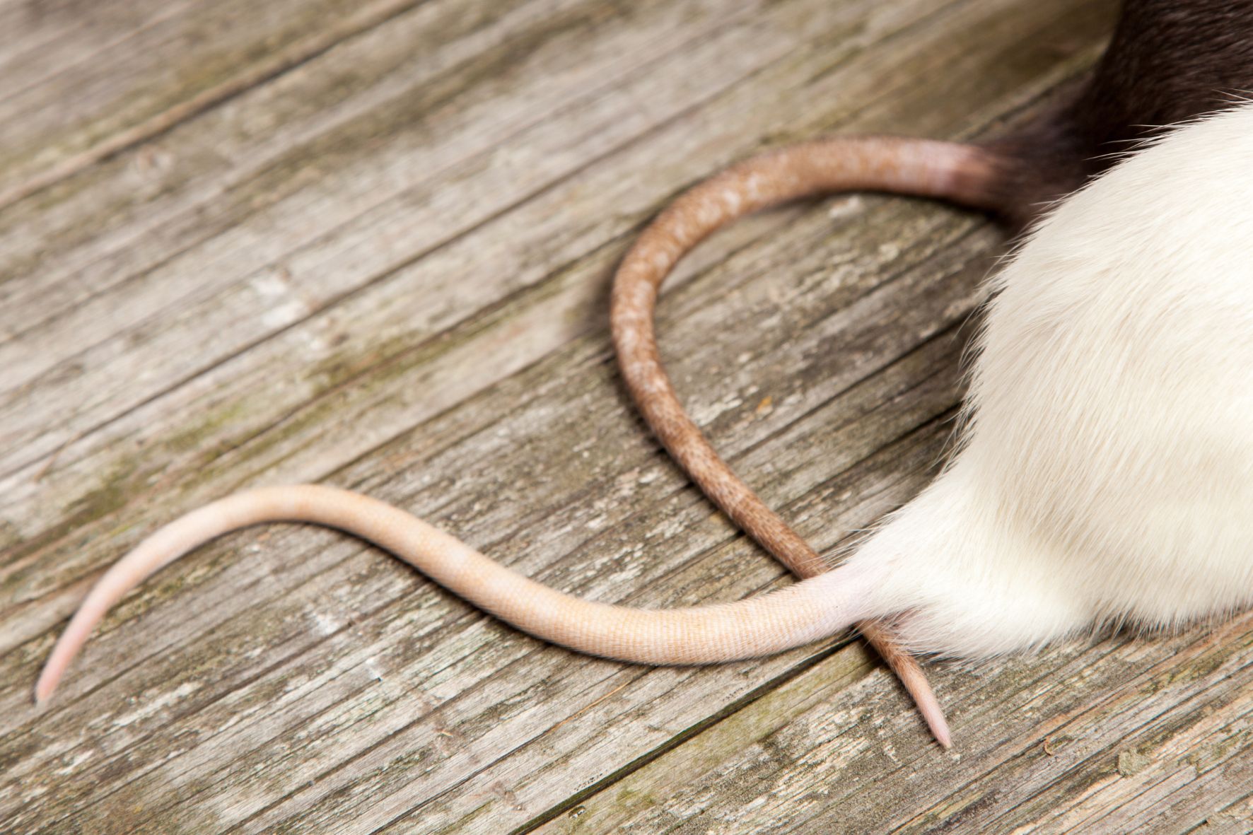 ネズミの尻尾はなぜ気持ち悪いのか？「ネズミの尻尾」の科学 - ナゾロジー