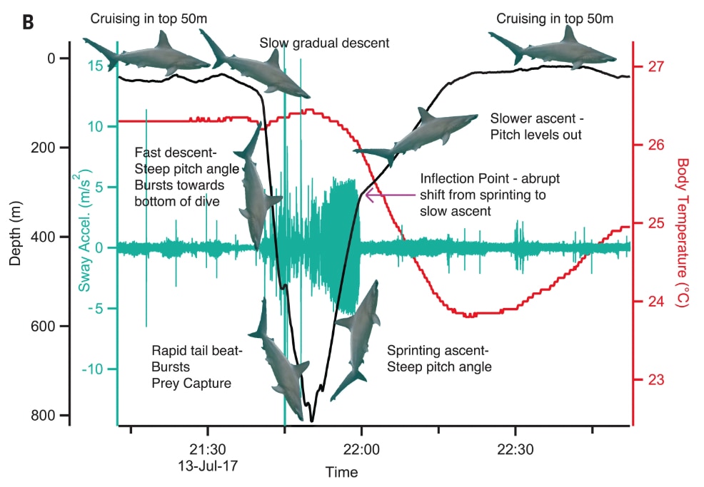 アカシュモクザメの潜水データ（赤色が体温）
