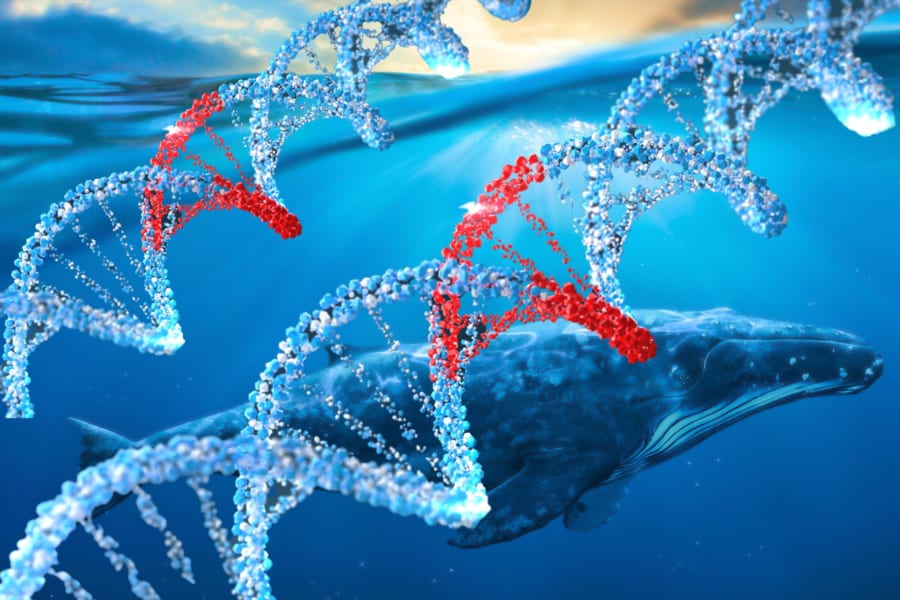 クジラのDNA修復遺伝子をマウス細胞に組み込みがん耐性の強化に成功