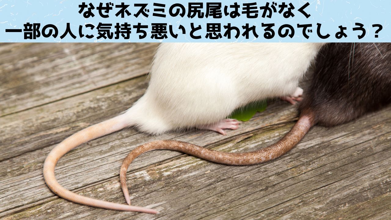 ネズミの尻尾はなぜ気持ち悪いのか？「ネズミの尻尾」の心理学