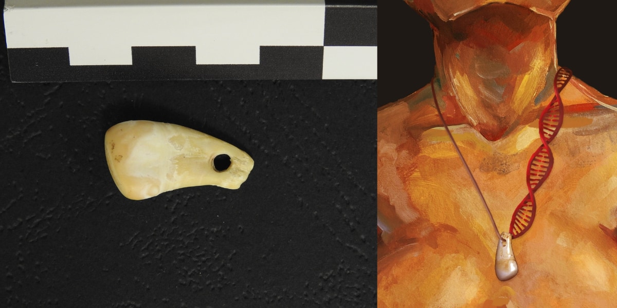 2万年前のシカの歯ペンダントから「女性DNA」の採取に成功！