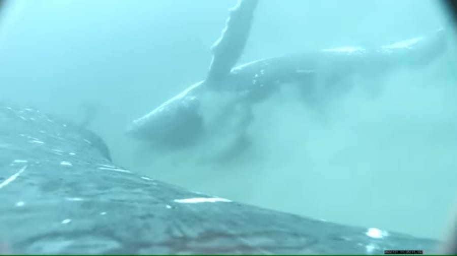 タグ付カメラが撮影したザトウクジラのアカスリ行動