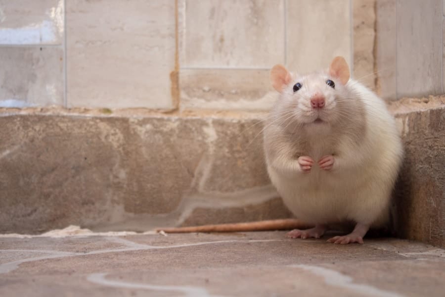 「人工甘味料がマウスの子孫にまで影響を与える」という研究結果も