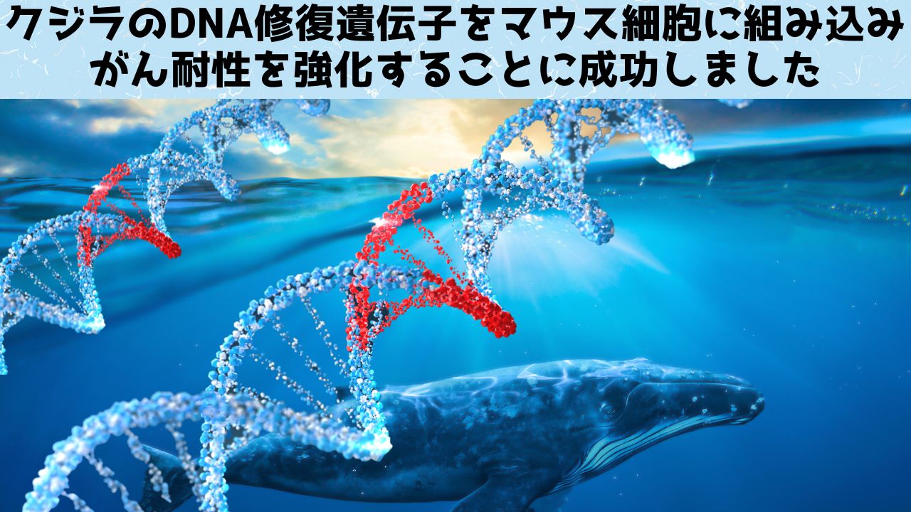 クジラのDNA修復遺伝子をマウスの細胞に組み込んでがん耐性を強化する