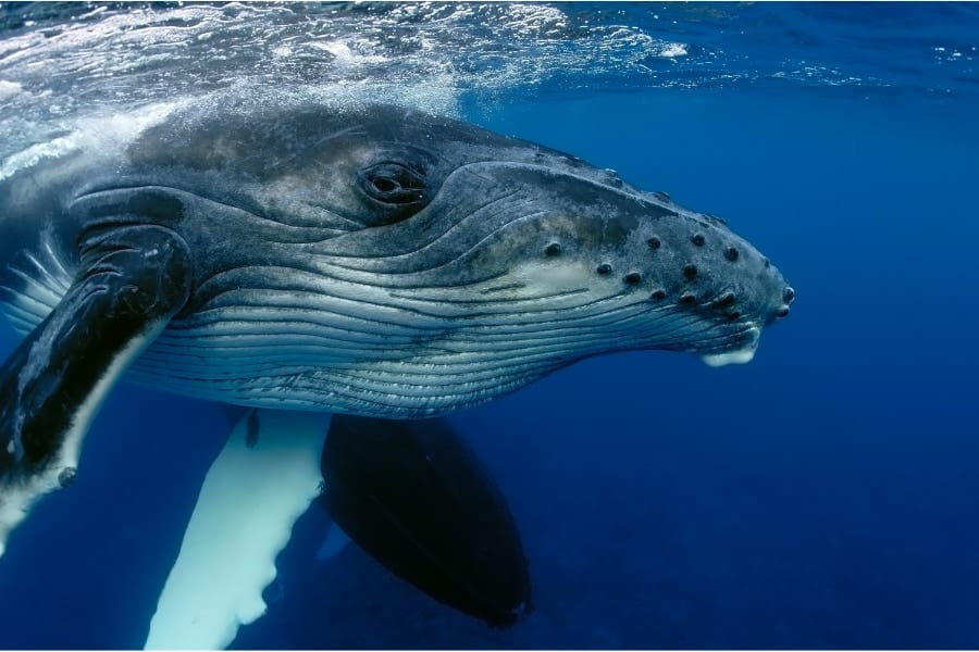 ザトウクジラの体には皮膚細菌やフジツボが寄生しやすい