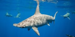 潜水時に「息を止めるサメ」を発見！エラ呼吸できるのになぜ？