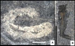 発見された化石、A：ワーム型のプリアプルス類、B：管状の生物