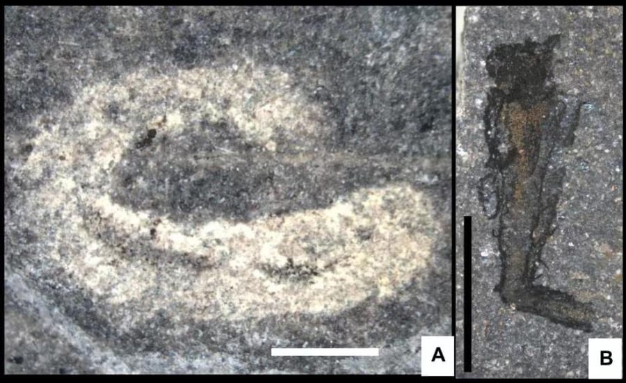発見された化石、A：ワーム型のプリアプルス類、B：管状の生物