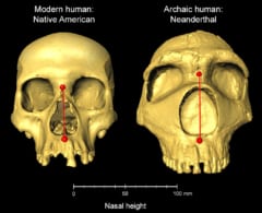 左：ホモ・サピエンス（現生人類）、右：ネアンデルタール人