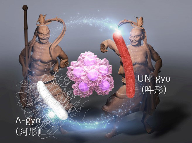 A-gyoとUN-gyoから成る複合細菌「AUN」