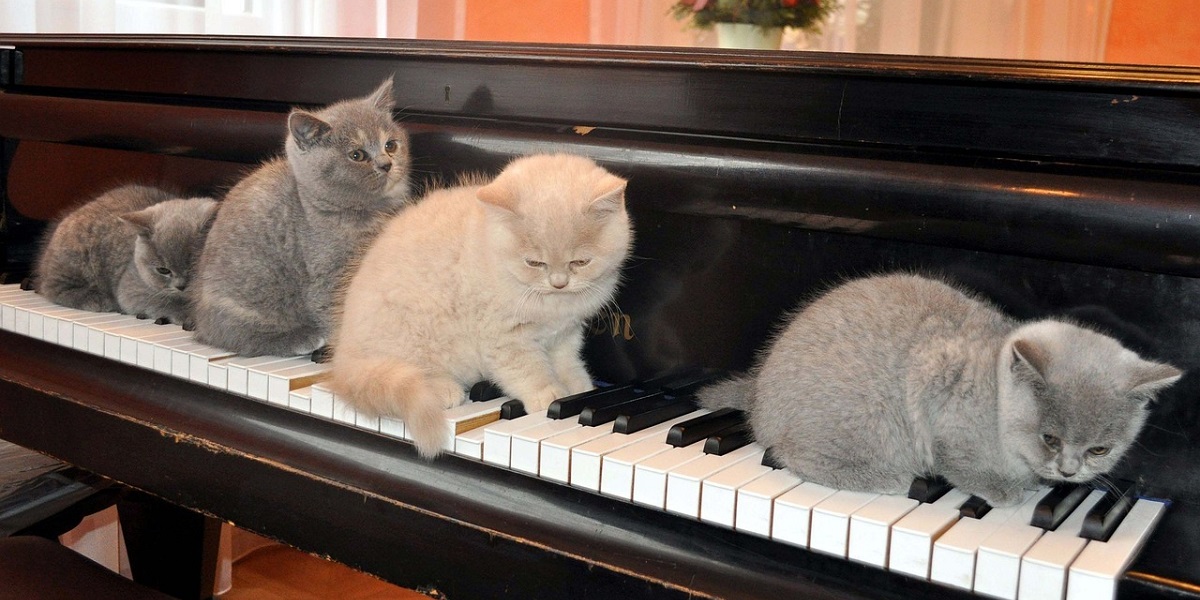 ピアノで遊ぶネコ