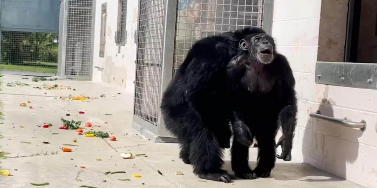 28歳のメスのチンパンジー「バニラ」が初めて空を見た感動の瞬間