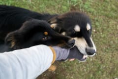 人の手を噛む犬