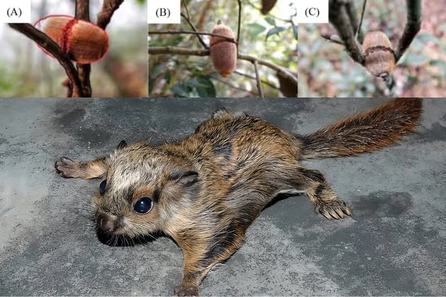 熱帯雨林に住むモモンガの天才的なドングリの隠し方！