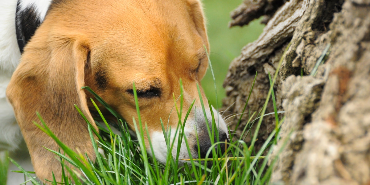 イヌが雑草を食べるのはなぜ？