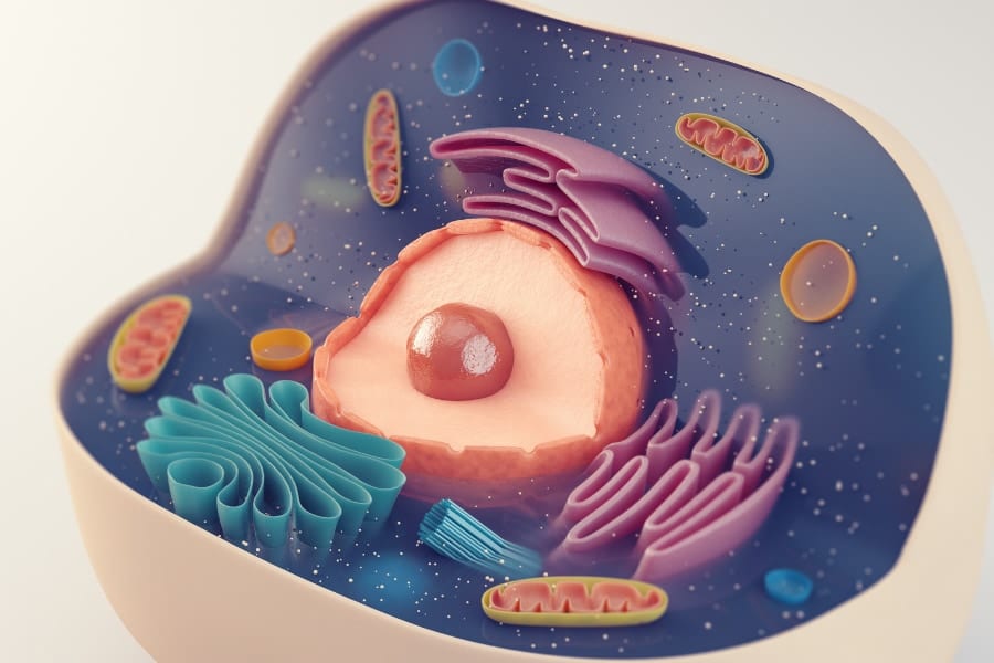 真核生物である「動物細胞」の内部イメージ