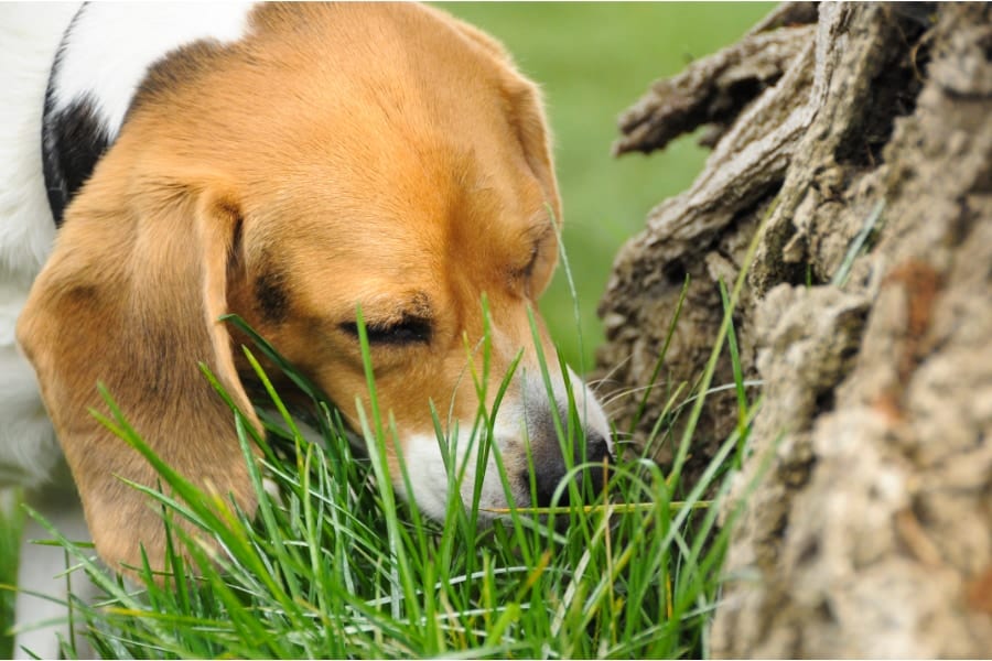 イヌが雑草を食べるのはなぜ？「胃腸の不調」は関連性がない