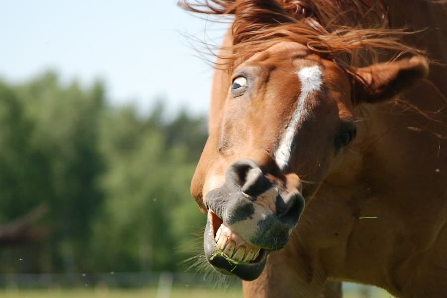 変顔が得意な馬の「本当の気持ち」を知る実験