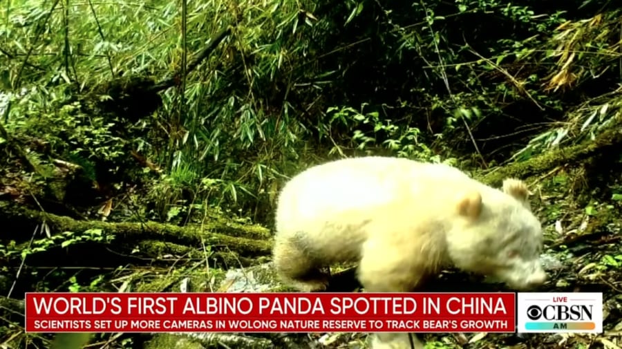 2019年に初目撃された「白のパンダ」の画像（米CBS Newsより抜粋）