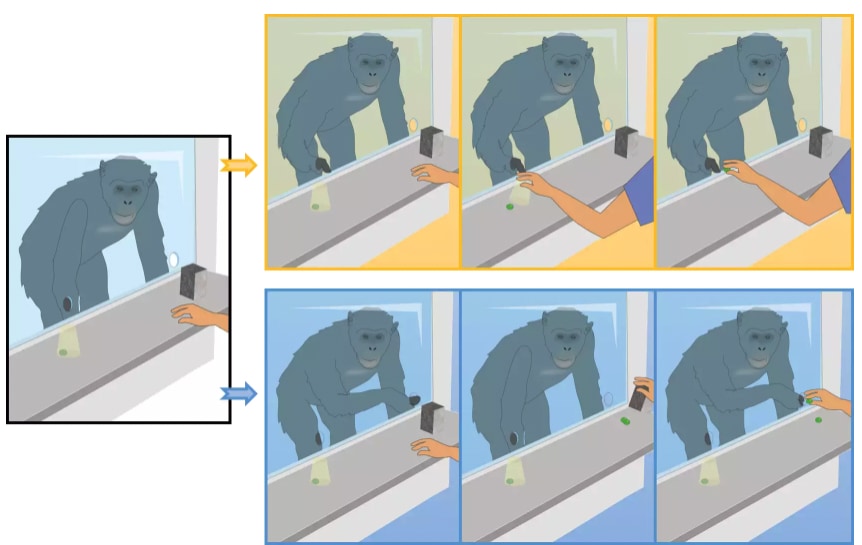 霊長類を対象とした実験のイメージ図