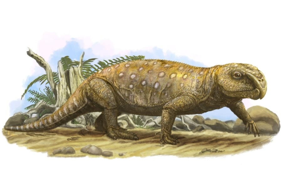 堅い植物食で歯がダメになり最終的に餓死していた「リンコサウルス」