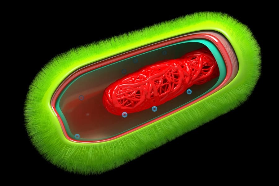 「原核生物」の細胞内イメージ（DNAは膜に包まれていない）