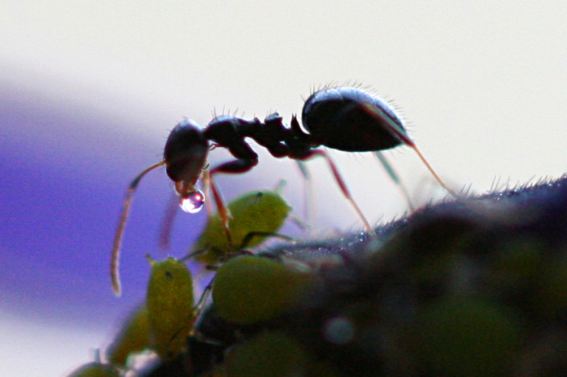 アブラムシが分泌する甘露を受け取るアリ