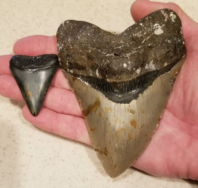 ホオジロザメ（左）とメガロドン（右）の歯