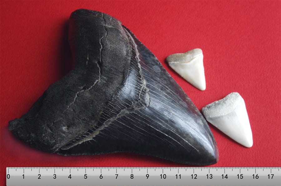 メガロドンの歯（黒）とホオジロザメの歯（白）