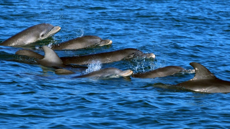 サラソタ湾に暮らすバンドウイルカの群れ
