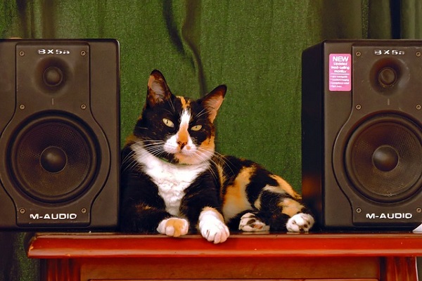 音楽に癒されるのは人だけじゃない！ネコ専用のヒーリングミュージックとは？