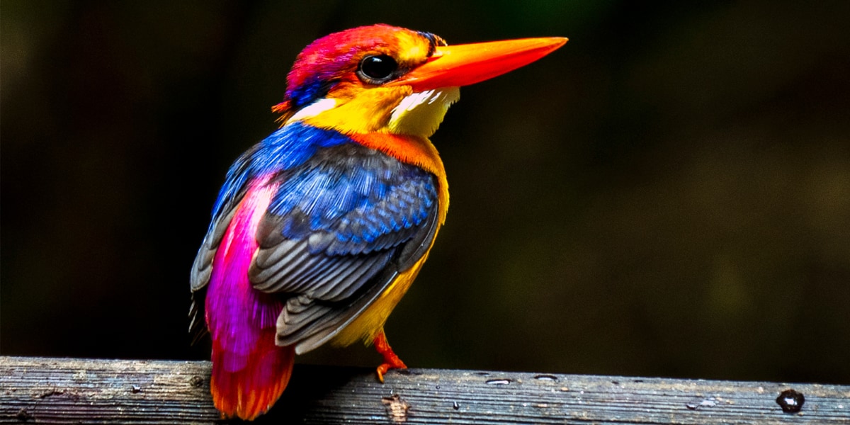 鳥の美しさを評価するアプリから「世界で最も魅力的な鳥トップ10」が決定！