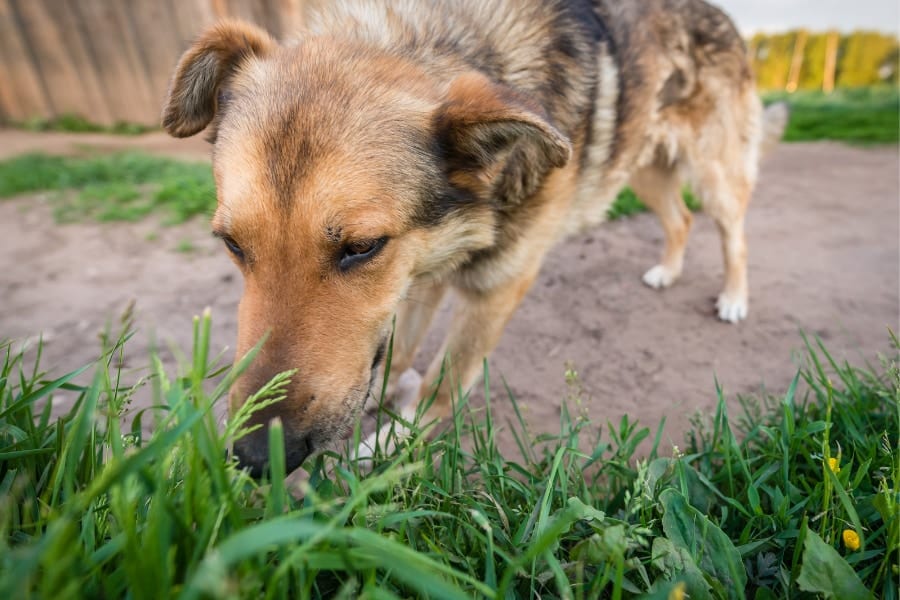 イヌが草を食べるのは、「単に好きだから」かもしれない