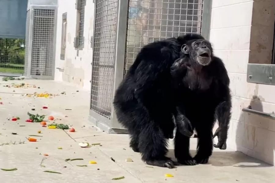 28年間檻にいたチンパンジーが「初めて空を見た」感動の瞬間を撮影！