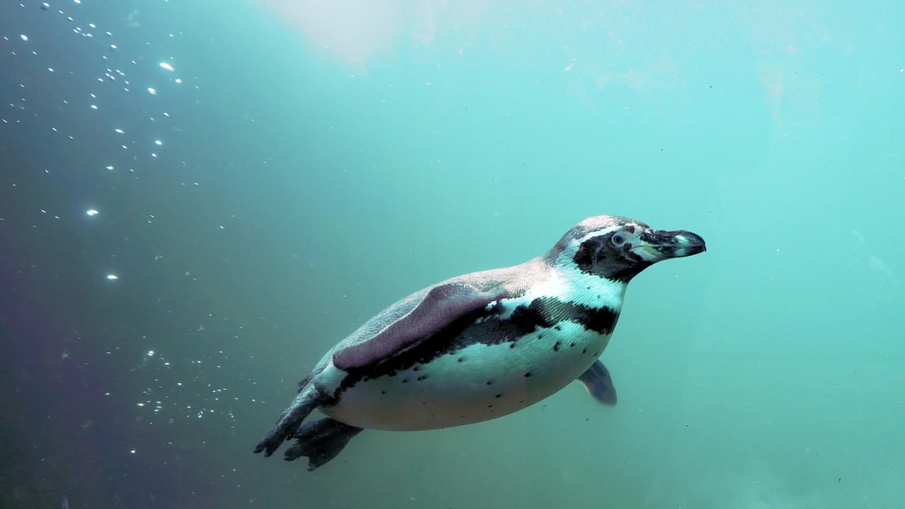 水中を泳ぐフンボルトペンギン