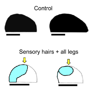 上：通常の葉切り、下：感覚毛と足場をなくした条件（矢印は両条件の開始位置）