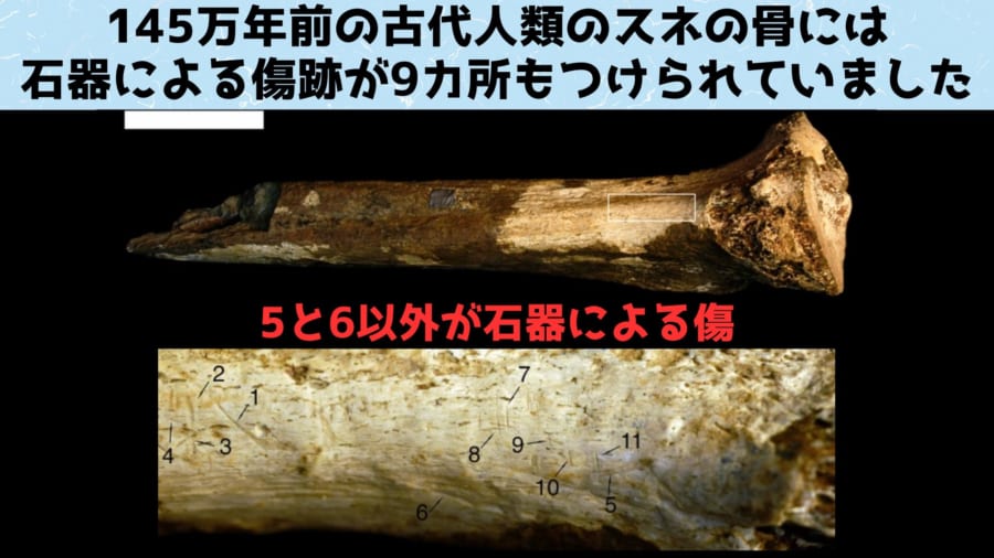 １４５万年前の古代人類のスネの骨。１１カ所ある傷のうち５と６以外が石器によるもの