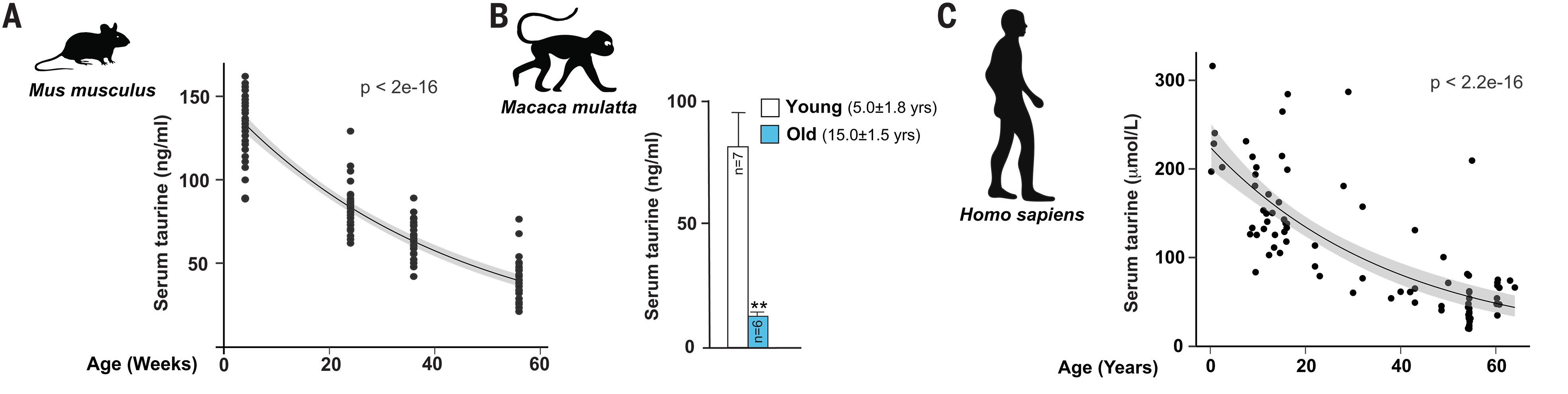 マウス、サル、人間の血中タウリン濃度は年齢と共に変化する